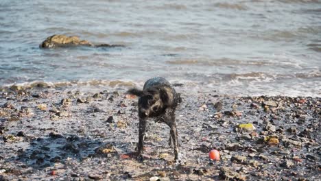 perro labrador negro corre hacia la orilla y sacude el agua, cámara lenta