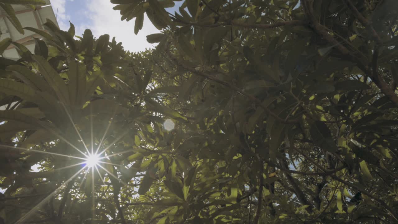 POV nadir shot of a tree with blue sky, while beautiful  and dreamy sun light rays crosses the leaves and produces a lens flare on camera