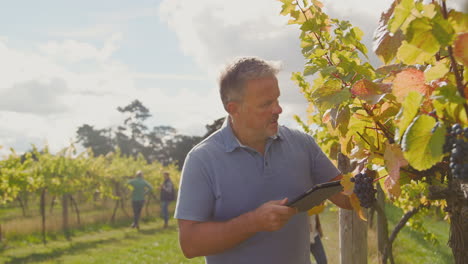 mature male owner of vineyard with digital tablet checking grapes for wine production during harvest