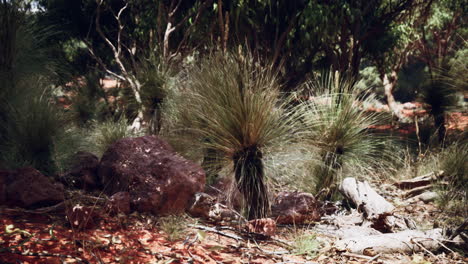 Ruta-De-Senderismo-A-Través-Del-Monte-En-El-Oeste-De-Australia