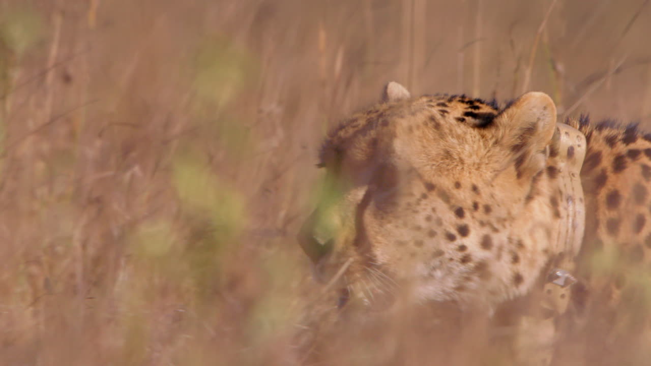 Close up shot of a collard cheetah's head strolling around tall grass