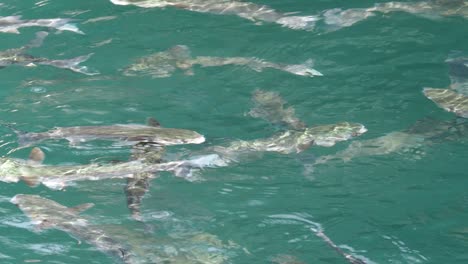 school of important commercial fish - gray mullet, scientific name is mugil cephalus. the fishes inhabit shallow waters of the black, red and mediterranean seas, widely distributed in middle east