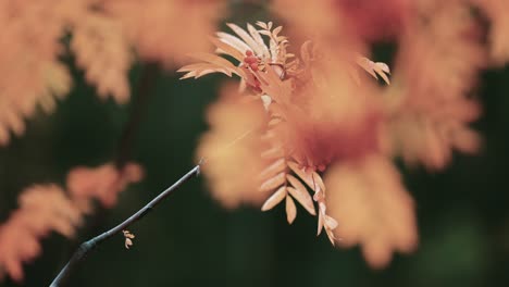 a close-up of the rowan tree branch on the dark blurry background