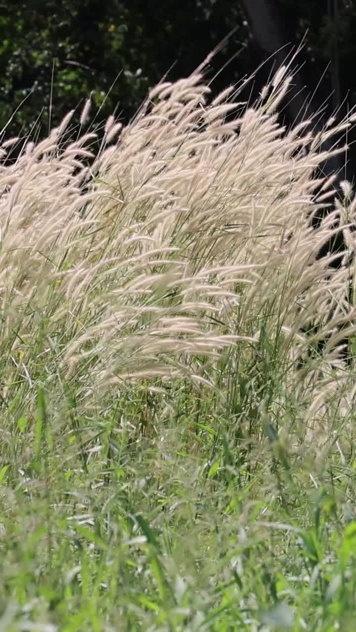 높은 풀이 부드럽게 바람에 흔들리고 있습니다.