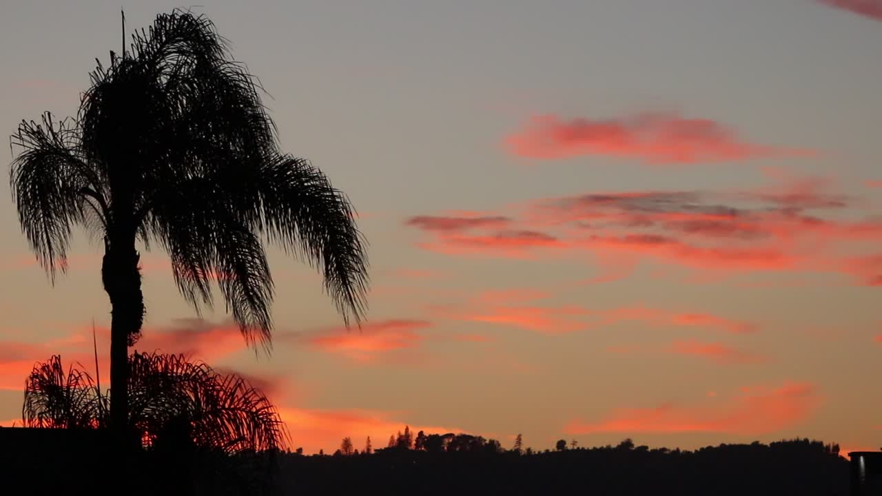 Beautiful palm tree silhouette blowing softly in the wind with colorful sky