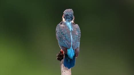 Dieser-Gemeine-Eisvogel-War-So-Freundlich,-Dass-Er-Es-Mir-Ermöglichte,-Ganz-Nah-Heranzukommen,-Als-Ich-Dieses-Filmmaterial-Aufnahm