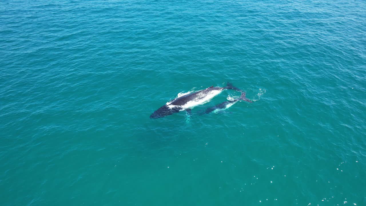 Humpback Whale Mother And Calf In Scenic Ocean In NSW, Australia - Aerial Shot