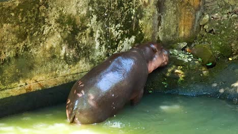 pygmy hippo exploring its enclosure in chonburi