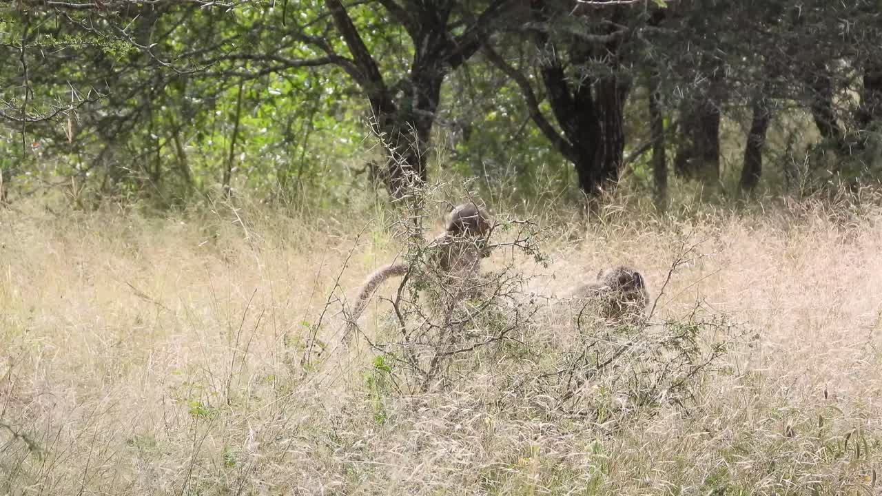 엄마 바비온이 아기와 함께 고 그녀의 등에 타고, 아프리카 덤불