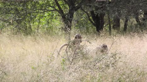 madre babuino camina con el bebé recibiendo un paseo en su espalda, arbusto africano