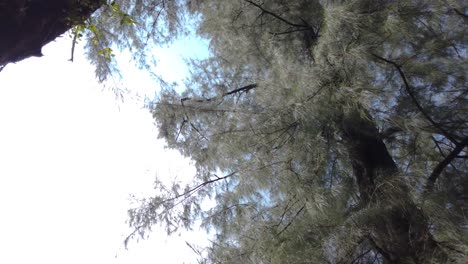 Landscape view up to the sky with view of sea pine tree while walking through it in the park near the beach, Phuket, Thailand in 4k UHD video