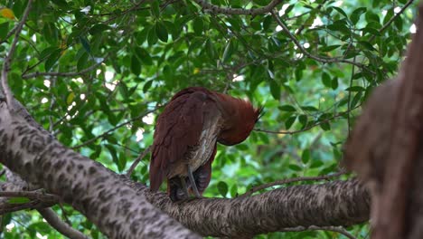a malayan night heron perched on tree branch, emitted low croaks and guttural sounds, asserting its presence and warning off a pallas's squirrel, marking its territory in the forest