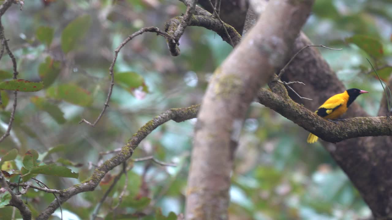una oropéndola encapuchada negra sentada en algunas ramas de árboles