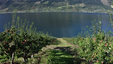 Caminando-Lentamente-Entre-Hermosas-Hileras-De-Manzanos-Crujientes---Hardanger-Noruega