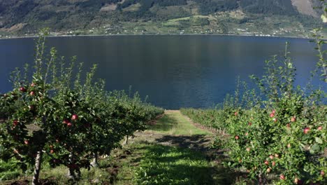 아삭아삭한 사과나무의 아름다운 줄 사이를 천천히 걷기 - hardanger norway