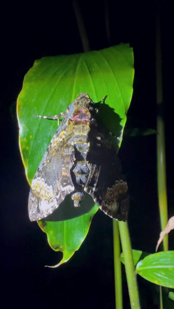Colorful moth Fulvous hawk (Coelonia fulvinotata) on a leaf. Masoala, Madagascar