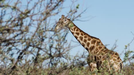 una jirafa vaga por la sabana de namibia