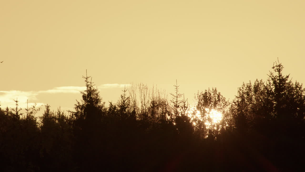 SUNRISE - silhouetted forest with the sun peeking through, Sweden