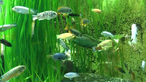 view of fish in the aquarium at the zoo