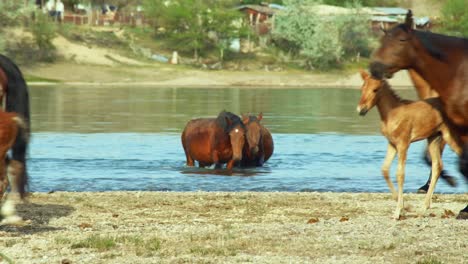 Der-Ungezähmte-Geist-Wilder-Pferde,-Domestizierter-Tiere,-Die-In-Der-Sommerhitze-Frei-Umherstreifen