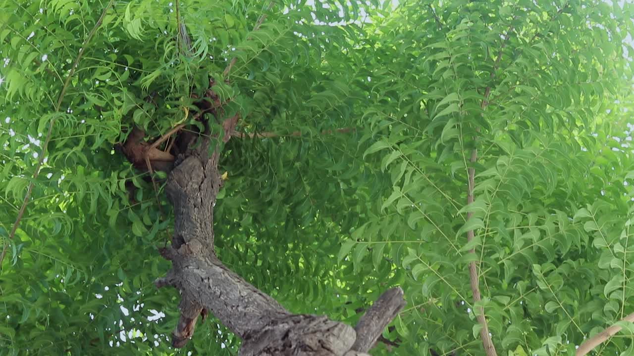 árbol de margosa o neem en detalles durante el día