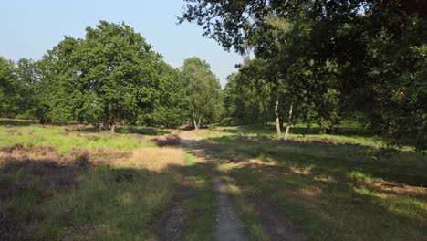 Cycling-through-blooming-heathland-in-national-park-De-Meinweg,-Netherlands,-4k60-footage