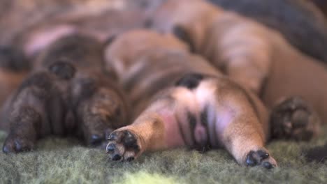 close up of new born purebred french bulldog puppies sucking milk from their mother