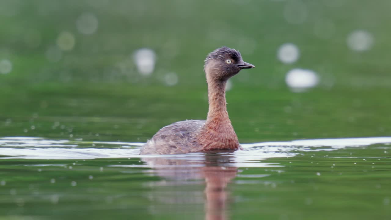 curioso dabchick de nueva zelanda, también conocido como weweia, un pájaro acuático mira a la cámara mientras nada en el estanque en cámara lenta