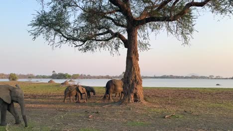 elefantes africanos (loxodonta africana) caminando por las orillas del río shire durante la puesta de sol. parque nacional liwonde, malawi.