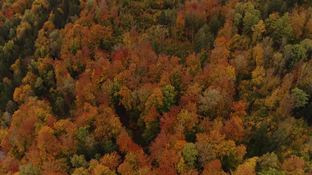 tiro de dron de ángulo bajo con un vuelo sobre árboles de colores de otoño que termina el tiro suave en una colina