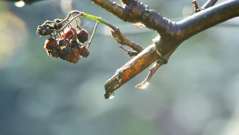 Video-clip-capturing-the-beauty-of-a-Hawthorn-bush,-morning-sun-backlighting,-leaves-shining-green,-and-dried-Christmas-berries-glistening-with-morning-dew