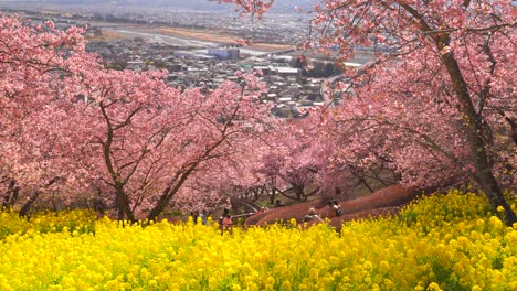 Beautiful-Sakura-and-rapeseed-flowers-on-top-of-hill-in-Japan