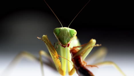 green mantis eats brown bug