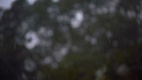 Tormenta-Afuera---Las-Gotas-De-Lluvia-Caen-Sobre-Las-Plantas