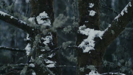 Two-tree-trunks-with-snow