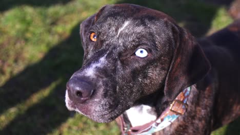 retrato de un perro leopardo catahoula pedigrí con heterocromía