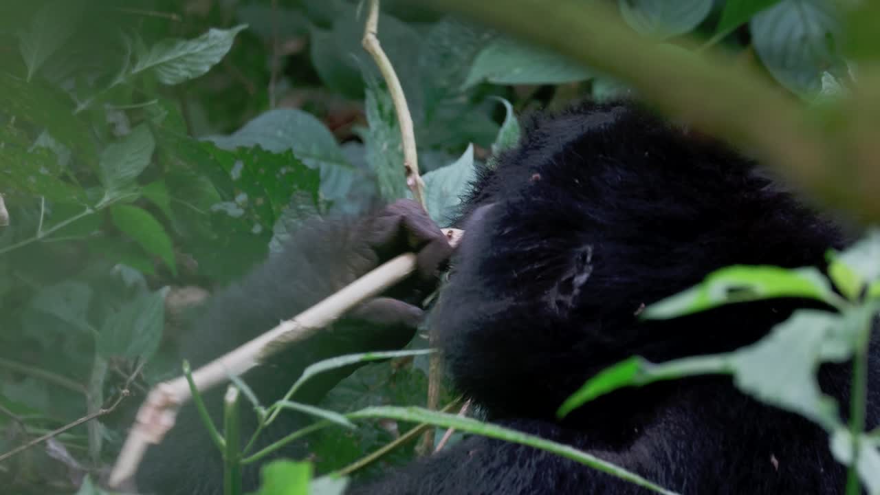 Gorilla di montagna in via di estinzione che mangia lo stelo di una pianta nella Foresta Impenetrabile di Bwindi, Uganda, Africa