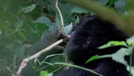 Gefährdeter-Berggorilla-Frisst-Pflanzenstamm-Im-Undurchdringlichen-Wald-Von-Bwindi,-Uganda,-Afrika