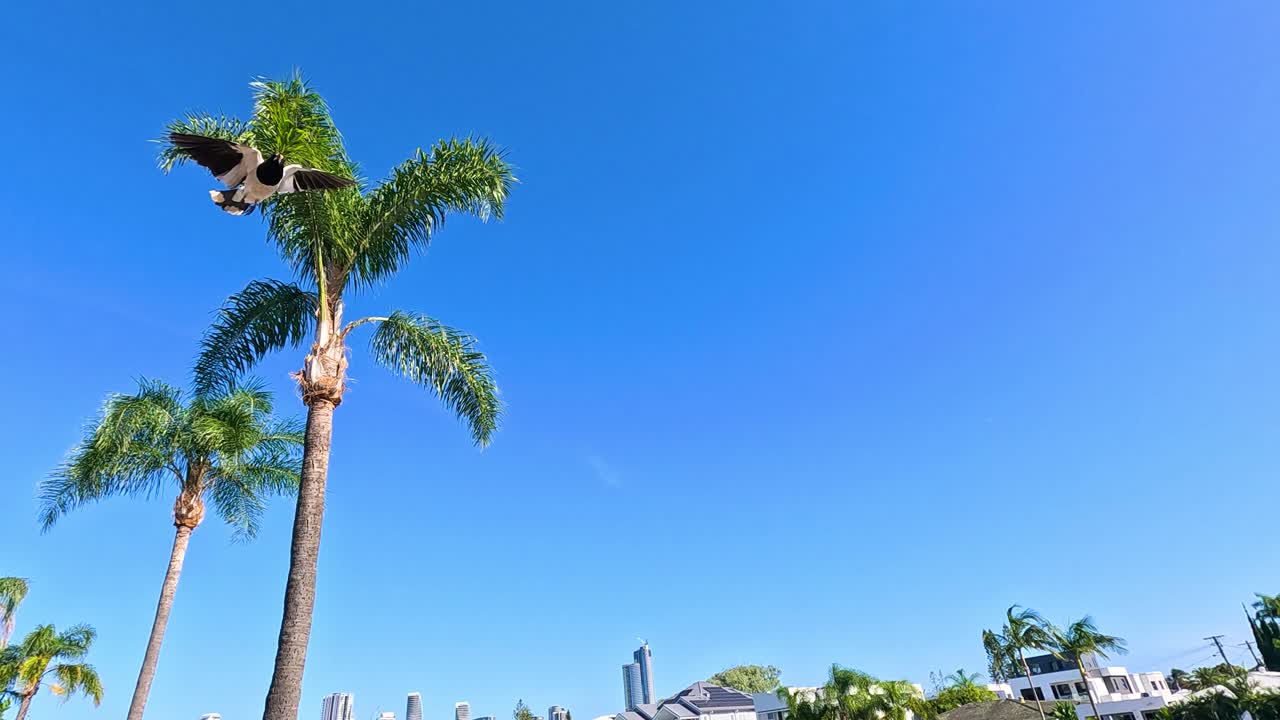 A magpie soars above palm trees and skyline