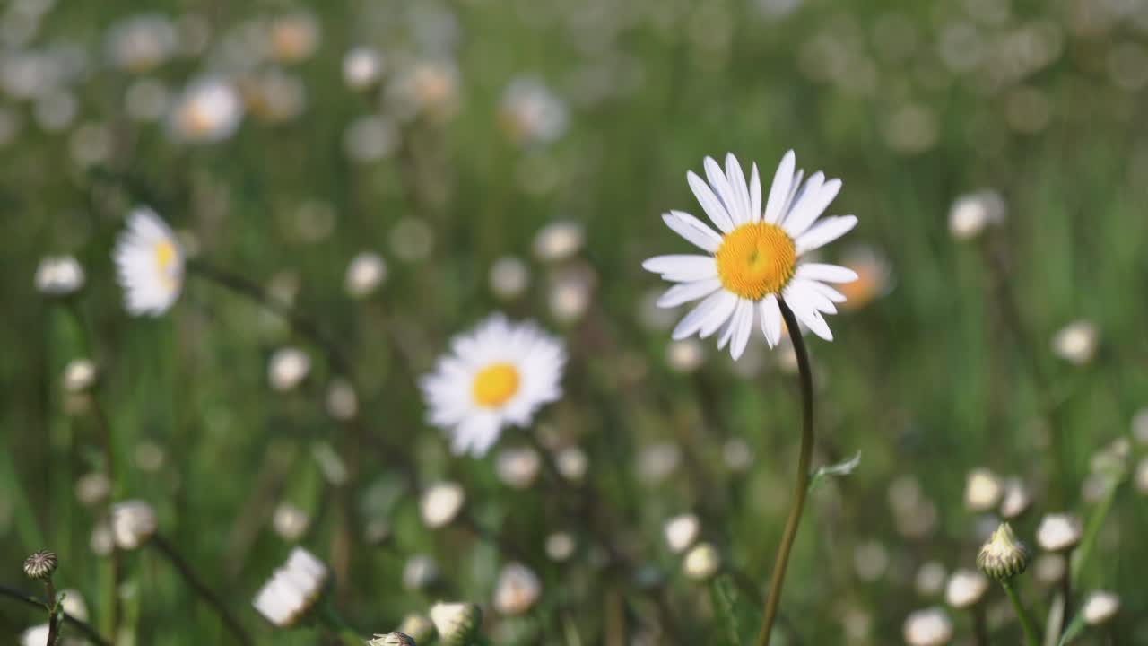 Pieni tuuli saa päivänkakkaran tanssimaan, kaunista elokuvamaista yksityiskohtaa