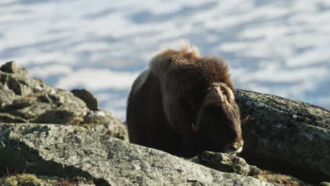 musk oxen bull lay down by rock on dovre mountain in norway