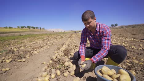 Bauer-Pflückt-Kartoffeln-Auf-Dem-Feld.