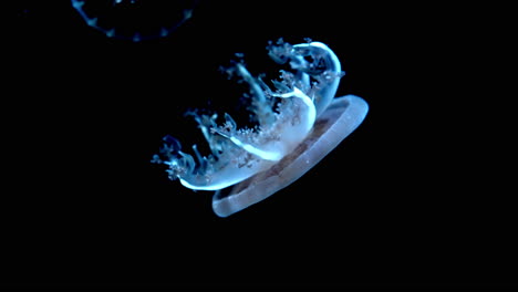 shot of a beautiful jellyfish floating gracefully in the dark at uminomori aquarium in sendai, japan