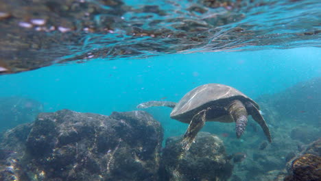 green sea turtle swims away from underwater 4k gopro in maui hawaii at black rock, ka'anapali