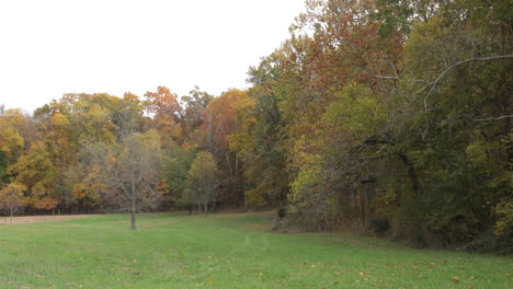 Fall-color-tree-leaves-blowing-in-the-wind