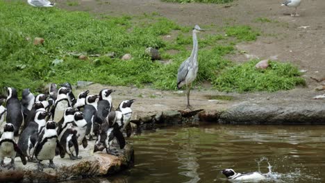 colony of african penguins with grey heron standing on the lakeshore in leisure park of poland - zoo gdansk