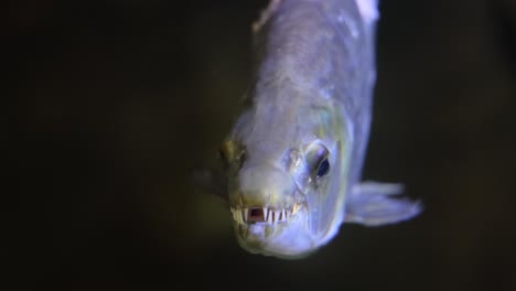 hydrocynus goliath, también conocido como pez tigre goliath, pez tigre gigante o mbenga, es un pez de agua dulce depredador africano muy grande de la familia alestidae.