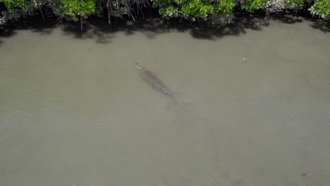 saltwater crocodile swimming to the mangrove forest in summer - douglas shire, north queensland, australia