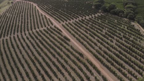 vuelo de drones sobre una gran granja