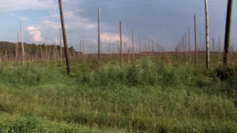 rare footage of destroyed hop garden after hailstorm „felix“ 2009 near wolnzach , bavaria, germany-4